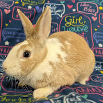 Thumbnail photo of Moana #3