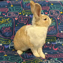 Thumbnail photo of Moana #4