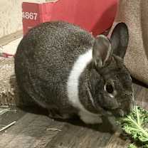 Thumbnail photo of Marshmallow #1