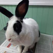 Thumbnail photo of Dawn #2