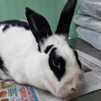 Thumbnail photo of Dawn #3