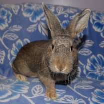 Thumbnail photo of Lamont #1