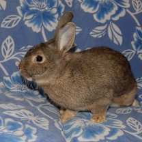 Thumbnail photo of Lamont #3