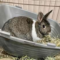 Thumbnail photo of Marshmallow #2