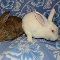 Thumbnail photo of Lamar and Luther #1