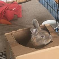 Thumbnail photo of Forever in Our Care: Mochi #1