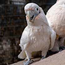 Thumbnail photo of Gidget #1