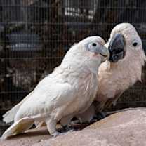 Thumbnail photo of Gidget #3