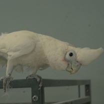 Thumbnail photo of Gidget #4