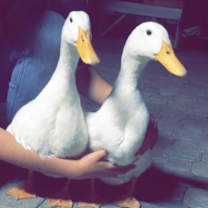 Thumbnail photo of Irene&George-Bonded Pair(Pets) #2