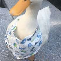 Thumbnail photo of Irene&George-Bonded Pair(Pets) #1