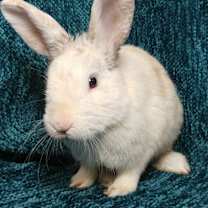 Thumbnail photo of Winslow #2