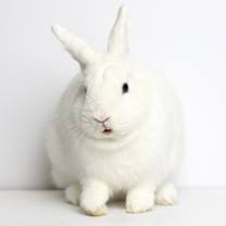Thumbnail photo of Iris #1