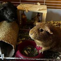 Thumbnail photo of Pumpkin & Spice GUINEA PIGS #1
