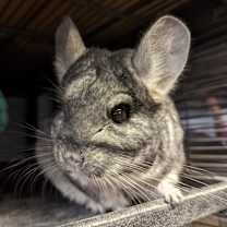 Thumbnail photo of Marceline #1