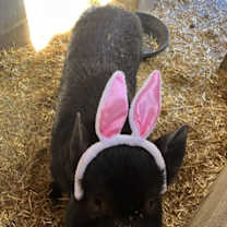 Thumbnail photo of Binx #1