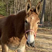 Thumbnail photo of Clifford The Big Red Dog #1