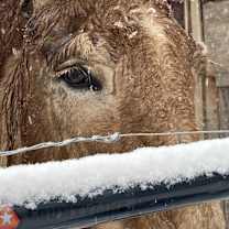 Thumbnail photo of Clifford The Big Red Dog #2