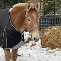 Thumbnail photo of Clifford The Big Red Dog #3