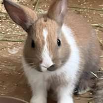 Thumbnail photo of Buttercup #1