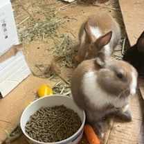 Thumbnail photo of Buttercup #2