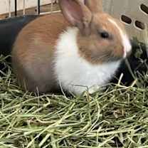 Thumbnail photo of Caramel #1