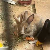 Thumbnail photo of Caramel #2