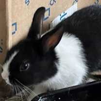 Thumbnail photo of Junior #1