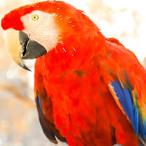Thumbnail photo of Rainbow #2