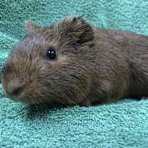 Thumbnail photo of Champagnee #1