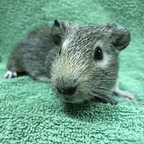 Thumbnail photo of Macadam #2