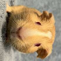 Thumbnail photo of Gazey #1