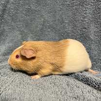 Thumbnail photo of Gazey #2