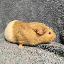 Thumbnail photo of Gazey #3