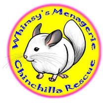 Thumbnail photo of chinchillas #1