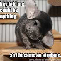 Thumbnail photo of chinchillas #3