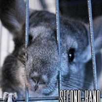 Thumbnail photo of chinchillas #4
