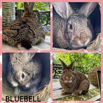 Thumbnail photo of Bluebell #1