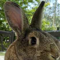 Thumbnail photo of Bluebell #2