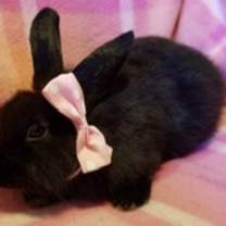 Thumbnail photo of Raava #2