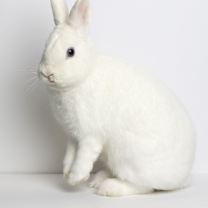 Thumbnail photo of Iris #3