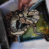 Thumbnail photo of Vine #1