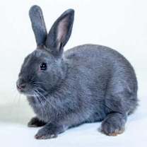 Thumbnail photo of Buns #1