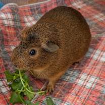 Thumbnail photo of Ginger (fostered in Omaha) #2