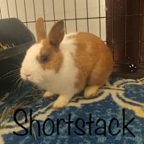 Thumbnail photo of Shortstack #1