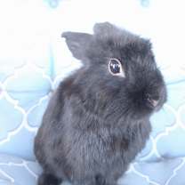 Thumbnail photo of Stewie #1