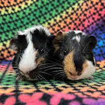 Thumbnail photo of Stilton (bonded to Cabecou) #1