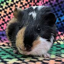 Thumbnail photo of Stilton (bonded to Cabecou) #2