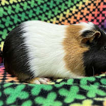 Thumbnail photo of Stilton (bonded to Cabecou) #3
