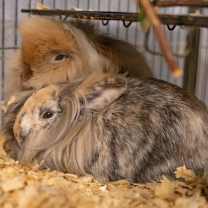 Thumbnail photo of Flopsy & Mopsy #1